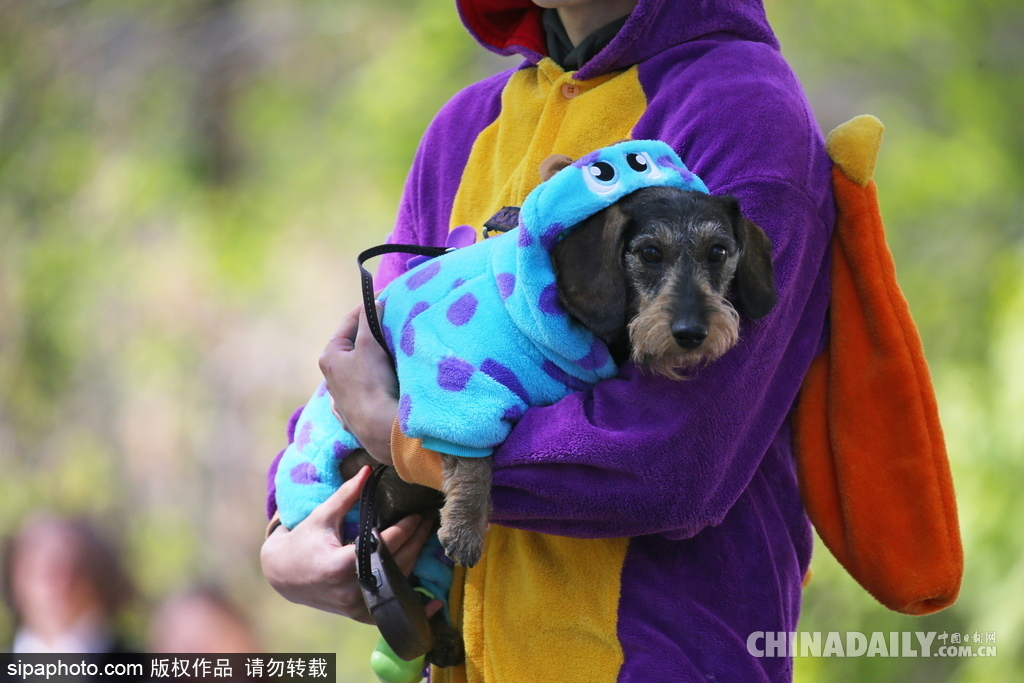 俄羅斯舉行臘腸犬游行活動 可愛狗狗上演“時裝秀”