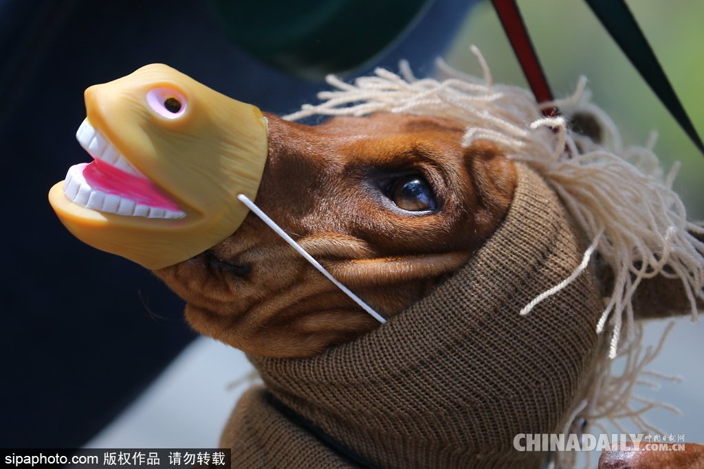 俄羅斯舉行臘腸犬游行活動 可愛狗狗上演“時裝秀”