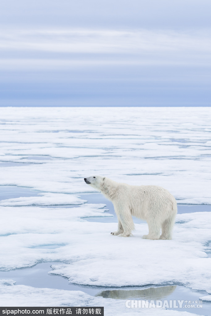 唯美如高清壁紙 攝影師實拍世界各地野生動物