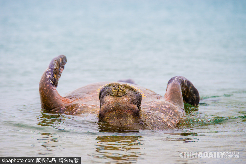 唯美如高清壁紙 攝影師實拍世界各地野生動物