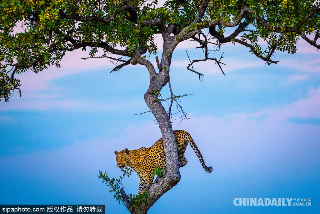 唯美如高清壁紙 攝影師實(shí)拍世界各地野生動(dòng)物