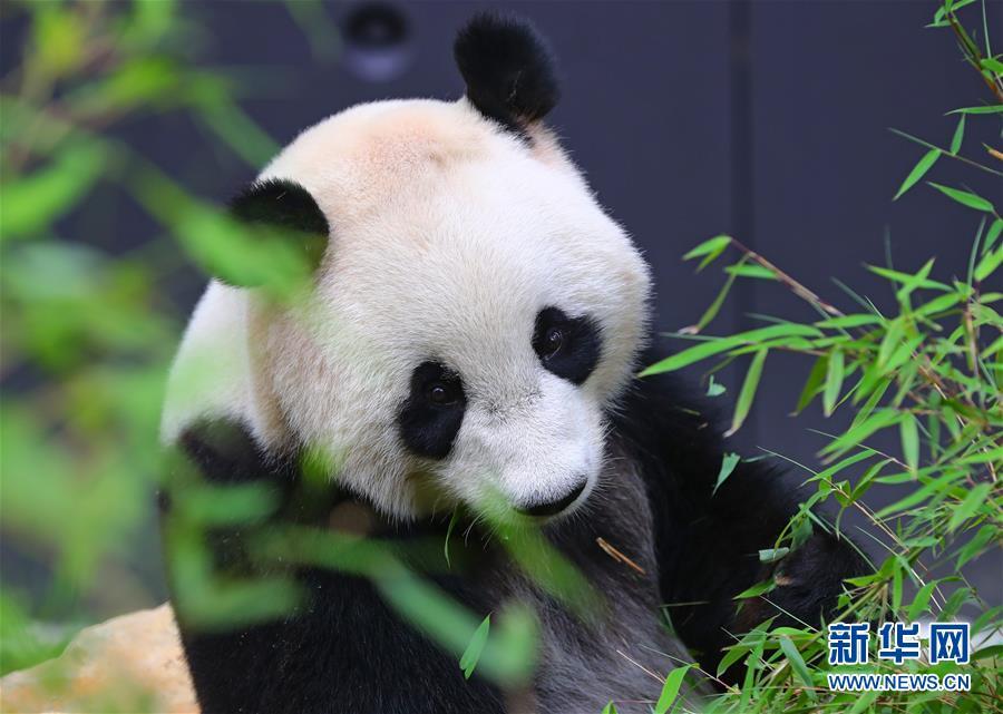 旅荷大熊貓“星雅”“武雯”首次公開(kāi)亮相