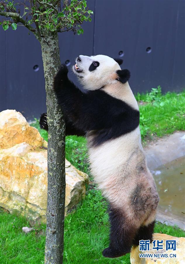 旅荷大熊貓“星雅”“武雯”首次公開亮相