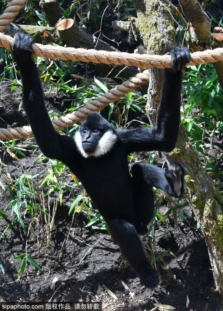 英國倫敦動物園長臂猿 “飛檐走壁”身手敏捷