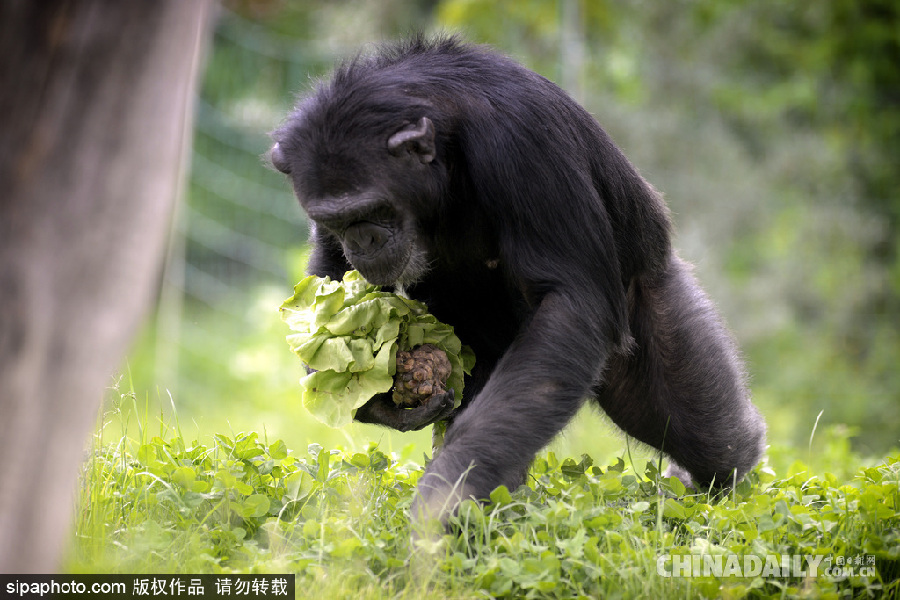 能耐了！捷克動(dòng)物園黑猩猩直立行走采摘食物有模有樣