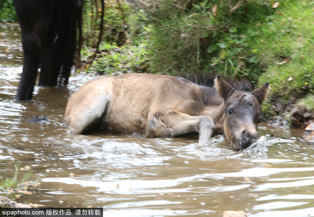 英國(guó)：剛出生小馬駒高溫難耐 河中打滾降溫樂(lè)壞了