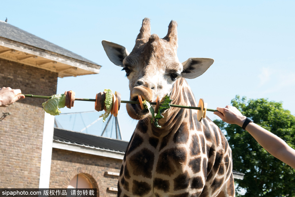倫敦動物園長頸鹿吃巨型蔬菜串 可愛呆萌