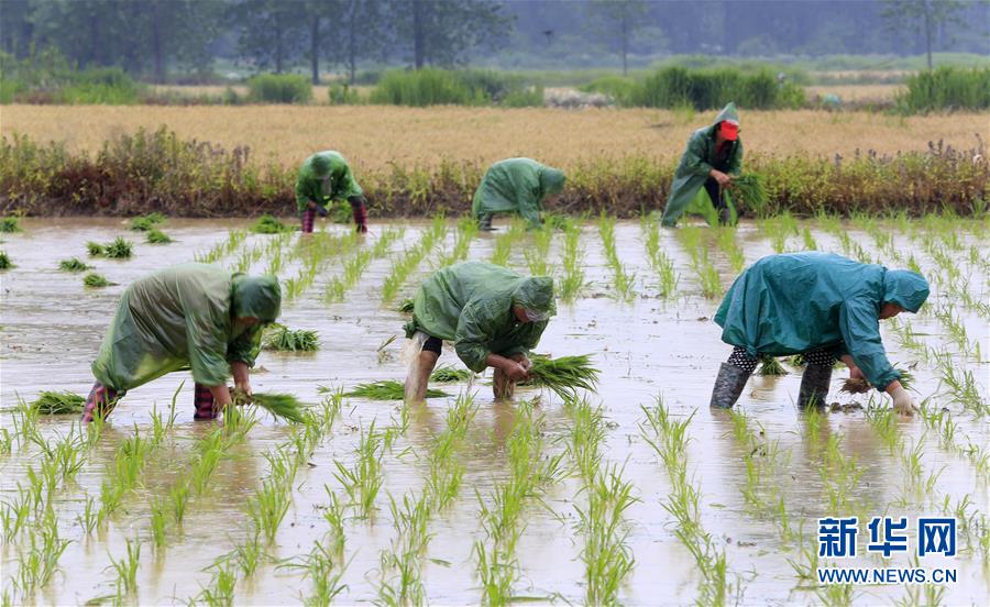 芒種到 農(nóng)事忙