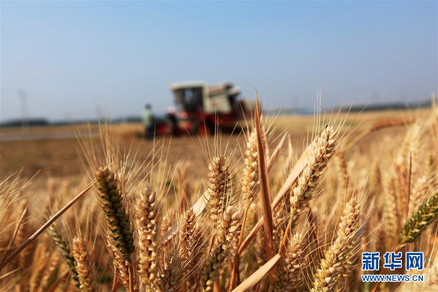 芒種到 農(nóng)事忙