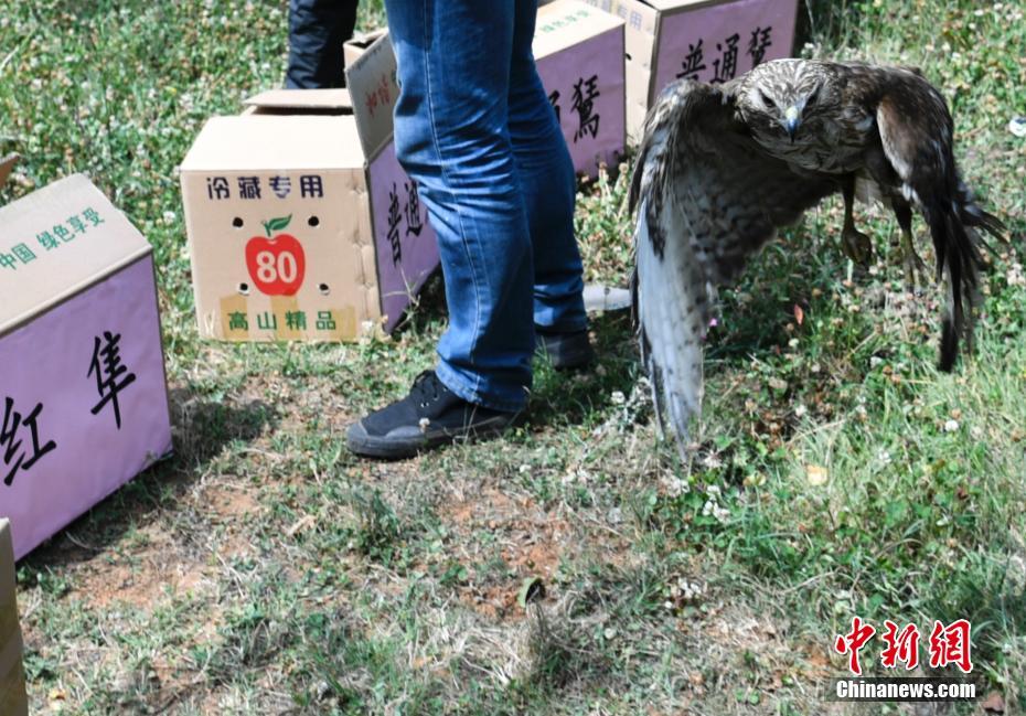 云南266頭(只)野生動物被放歸自然