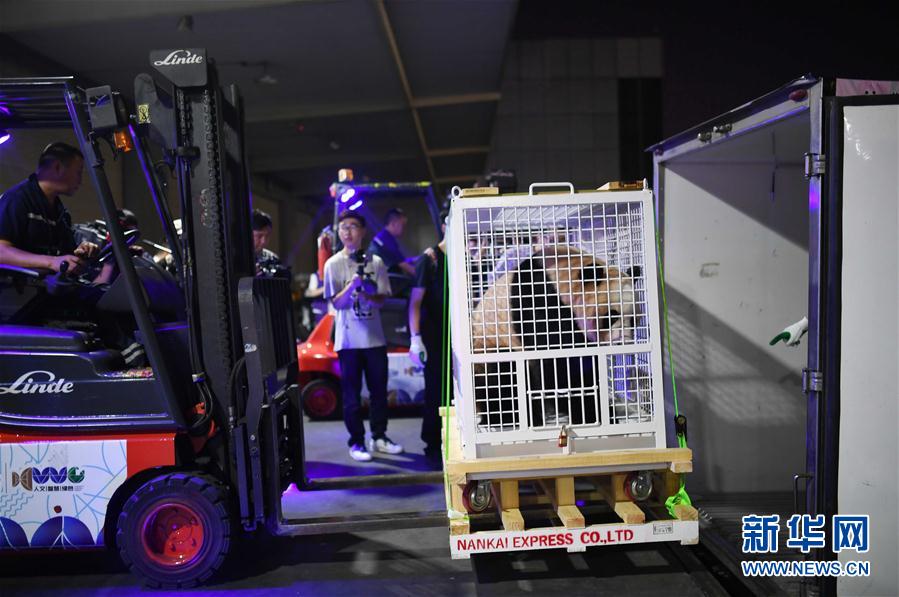 三只旅日大熊貓順利返回家鄉(xiāng)成都