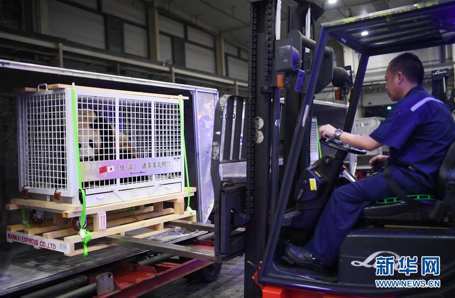 三只旅日大熊貓順利返回家鄉(xiāng)成都