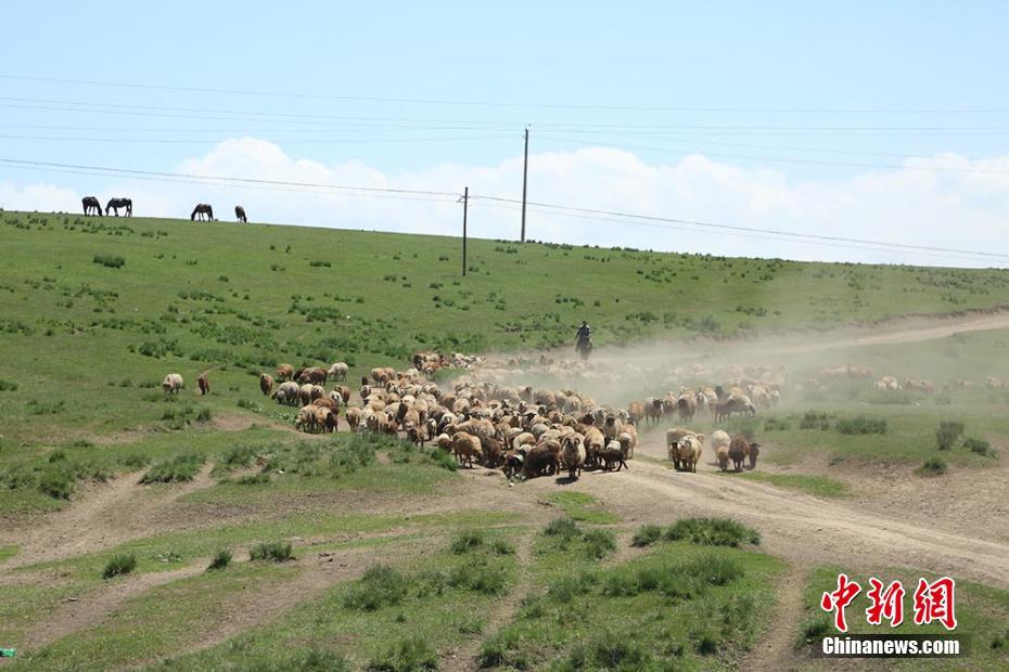 實拍伊犁牧民夏季轉場“大遷徙”