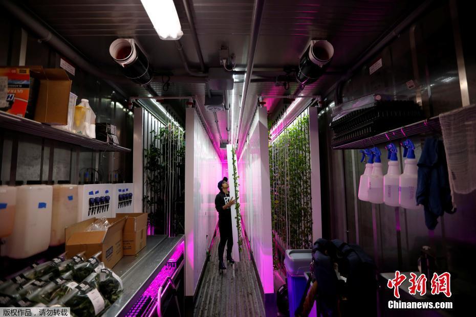 紐約科技范集裝箱農場 通過光控種植蔬菜