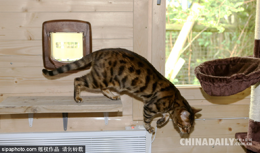 英國現超豪華貓舍旅館 電視美食spa樣樣俱全