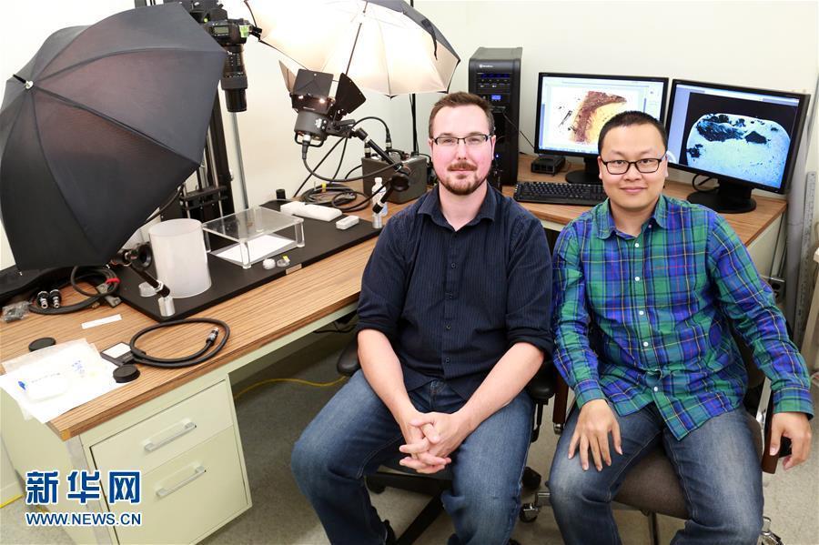 科學(xué)家首次在琥珀中發(fā)現(xiàn)雛鳥(niǎo)標(biāo)本