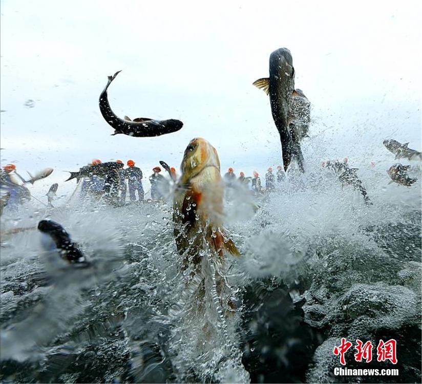 浙江千島湖再現(xiàn)“巨網(wǎng)捕魚(yú)” 萬(wàn)魚(yú)起躍堪稱盛景
