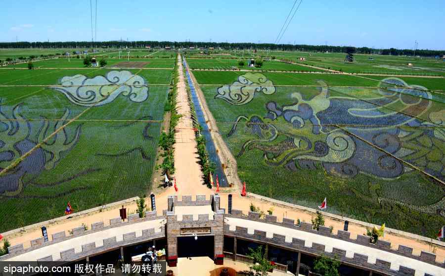 沈陽巨幅3D稻田畫進入觀賞期 “龍圖騰”“天女散花”震撼亮相