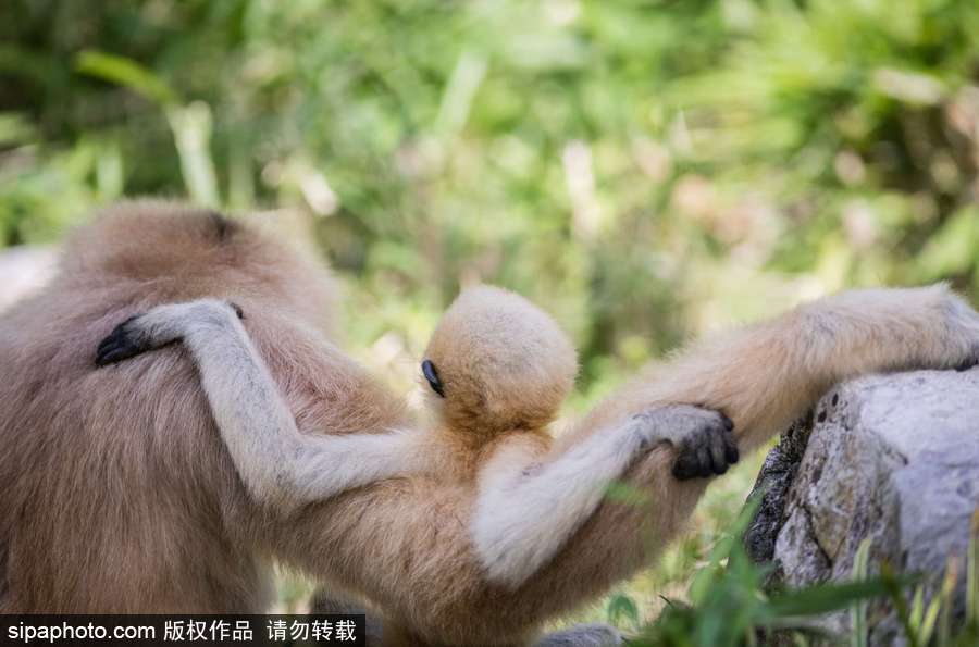天生擺“黑臉” 里昂動(dòng)物園長臂猿幼崽憨傻可愛