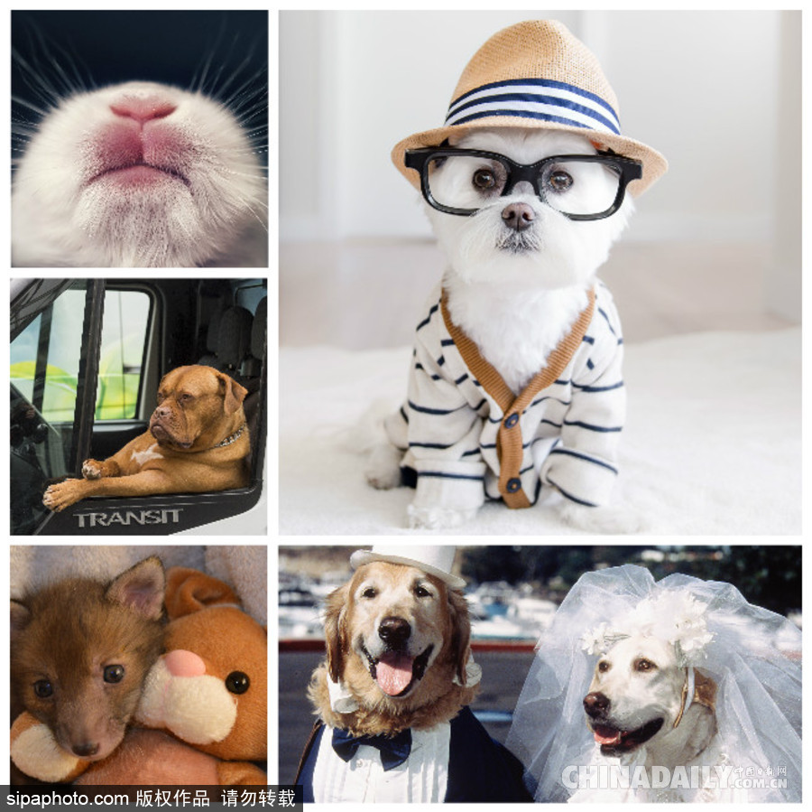 網紅范十足 盤點動物界選手“人模人樣”