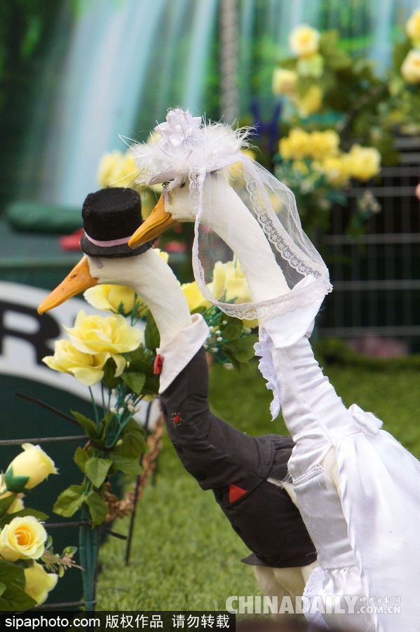 網紅范十足 盤點動物界選手“人模人樣”