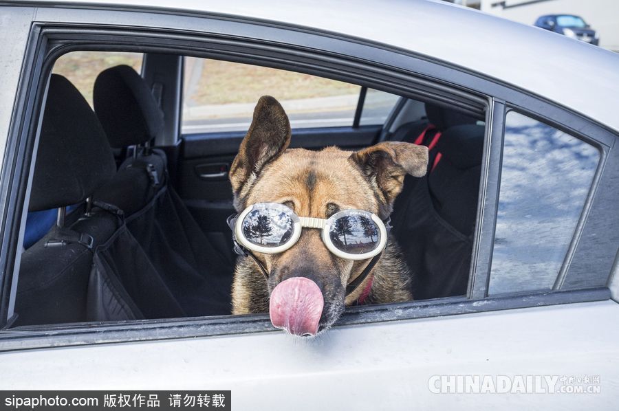 網(wǎng)紅范十足 盤(pán)點(diǎn)動(dòng)物界選手“人模人樣”