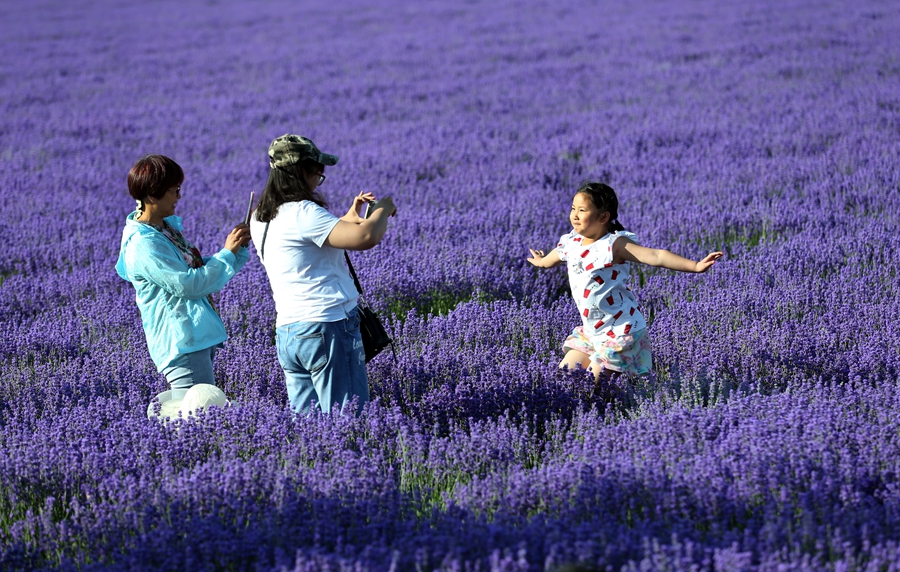 美爆了！新疆伊犁萬畝薰衣草綻放成紫色花海