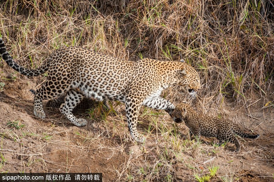 肯尼亞：小豹子與媽媽外出散步呆萌可愛