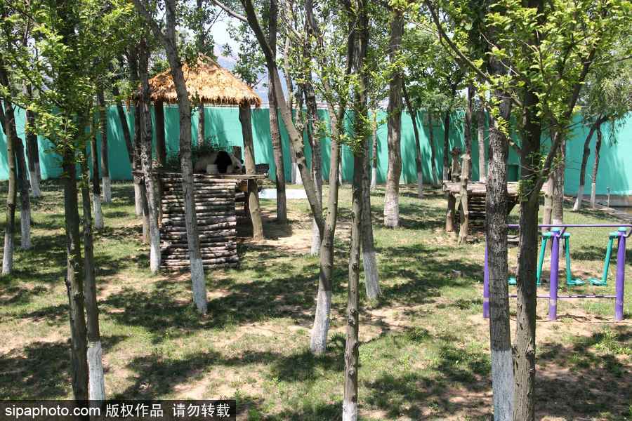 山東榮成：炎熱難耐 萌噠噠大熊貓抱著冰塊午休