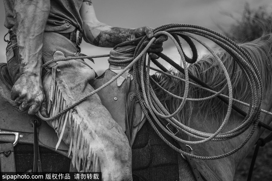 走進牛仔之鄉加拿大亞伯達 喚醒你心底沉睡的野馬