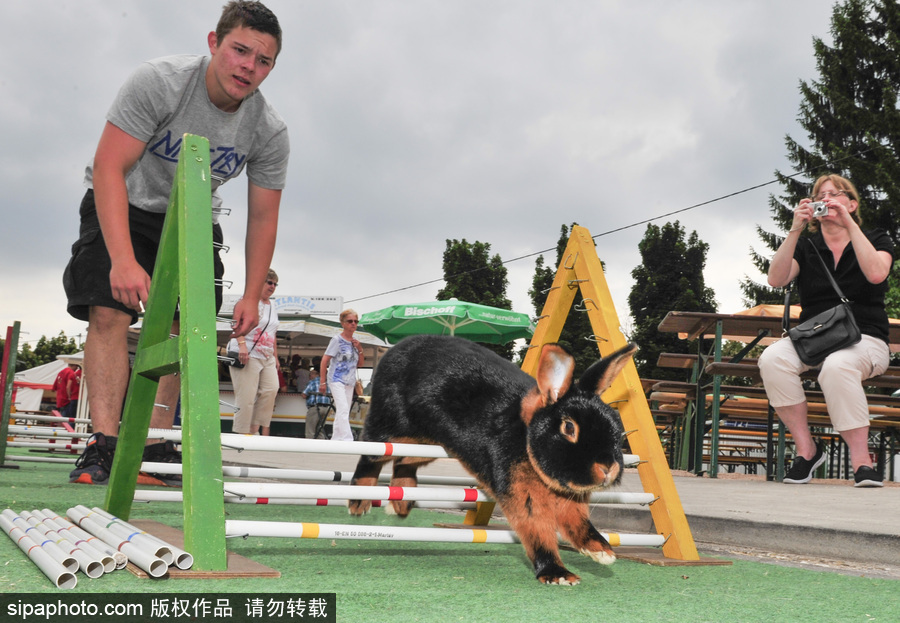 萌殺你的兔子！看德國(guó)“Kaninhop兔子障礙賽”上的運(yùn)動(dòng)健兒們