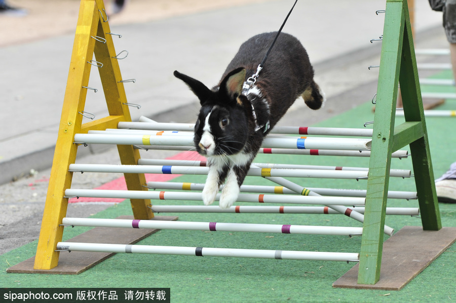 萌殺你的兔子！看德國“Kaninhop兔子障礙賽”上的運動健兒們