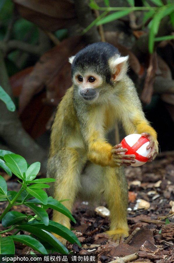 原來(lái)神奇的動(dòng)物在這里！盤(pán)點(diǎn)動(dòng)物界玩轉(zhuǎn)體育的異能高手