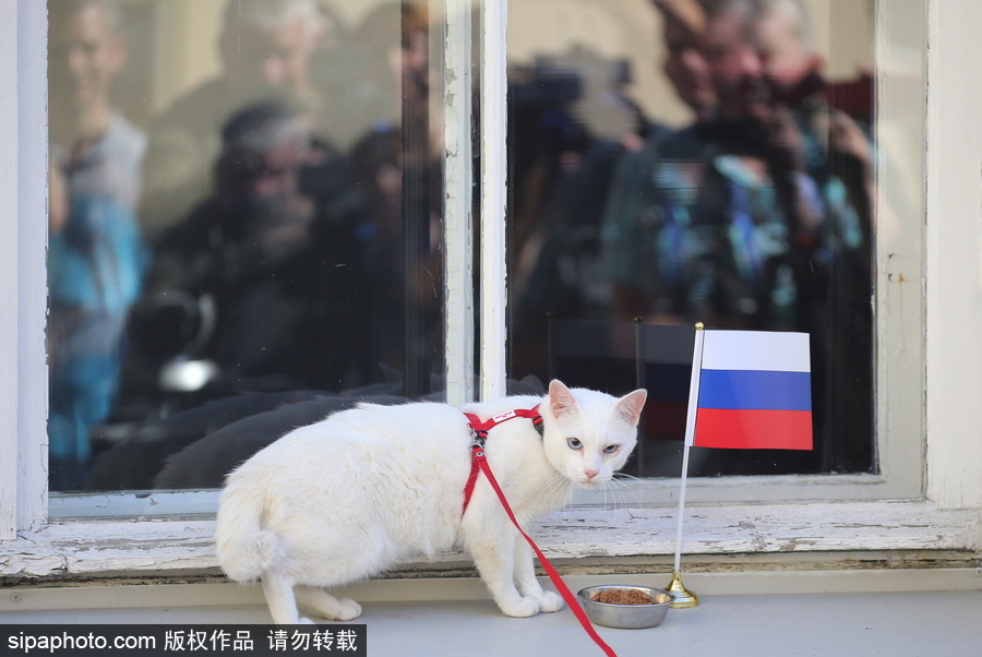 原來神奇的動物在這里！盤點動物界玩轉體育的異能高手