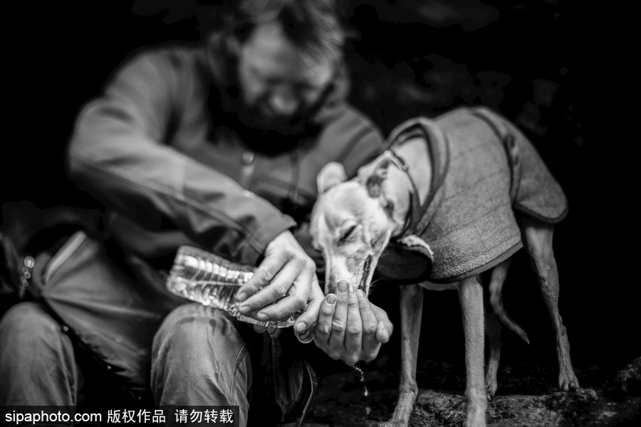 人類最好的朋友 英國(guó)年度狗狗攝影師獲獎(jiǎng)作品