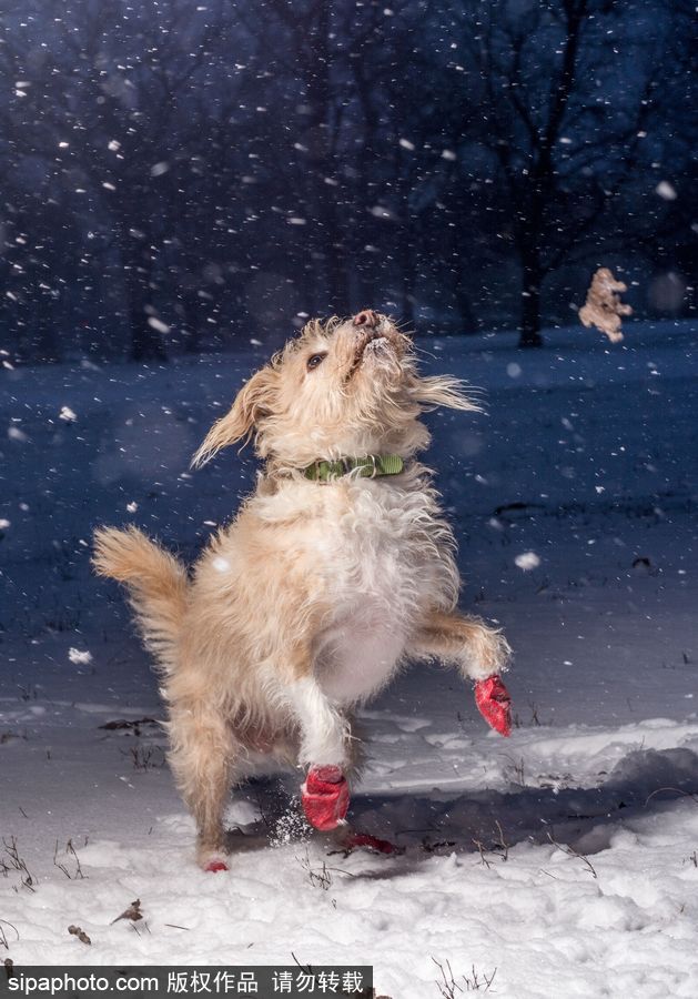 人類(lèi)最好的朋友 英國(guó)年度狗狗攝影師獲獎(jiǎng)作品