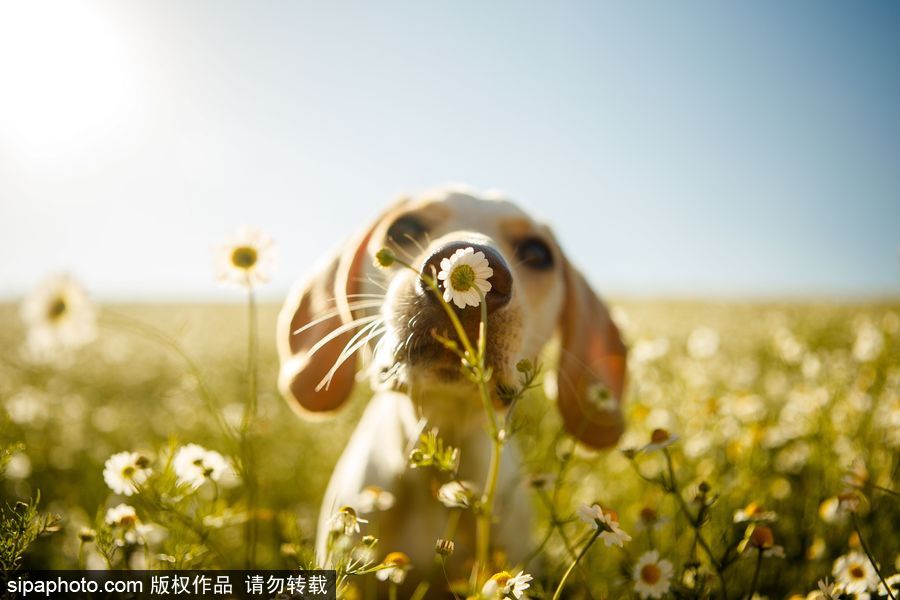 人類最好的朋友 英國年度狗狗攝影師獲獎作品