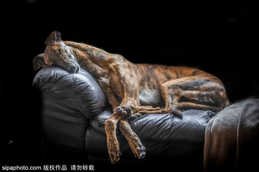 人類最好的朋友 英國年度狗狗攝影師獲獎作品