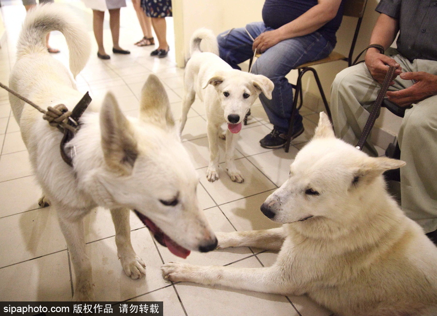 看看活潑可愛的克隆雅庫特萊卡犬 俄羅斯與韓國攜手培育打造