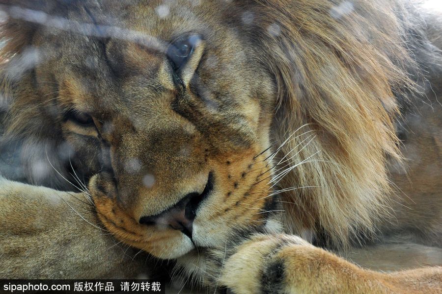 大家伙的軟萌時刻 捷克動物園里的獅子