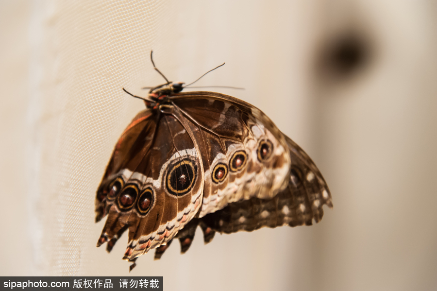 意大利舉辦蝴蝶展 完美詮釋蝴蝶發育四個階段