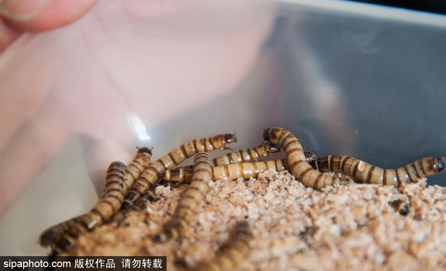 意大利舉辦蝴蝶展 完美詮釋蝴蝶發(fā)育四個階段