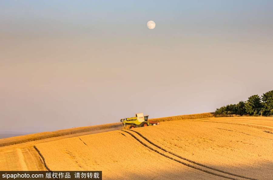 真正的金色麥浪 法國(guó)勃艮第小麥?zhǔn)斋@季