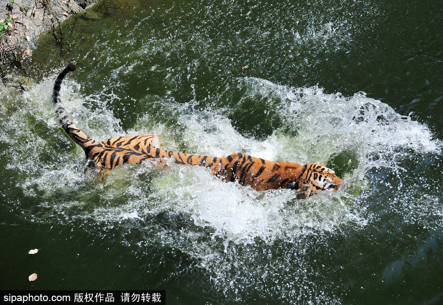 動物也瘋狂！炎炎夏日動物解暑降溫也賣萌
