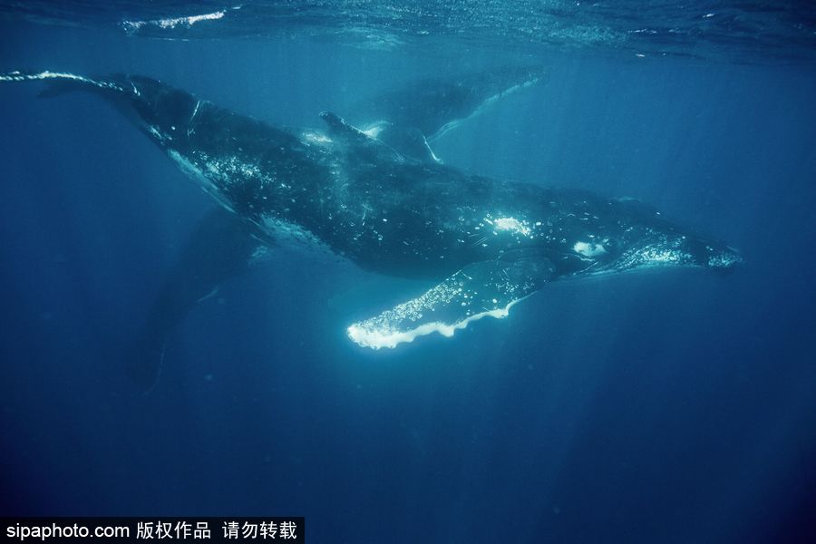 來自海洋深處的震撼力 湯加海底世界絕美大片