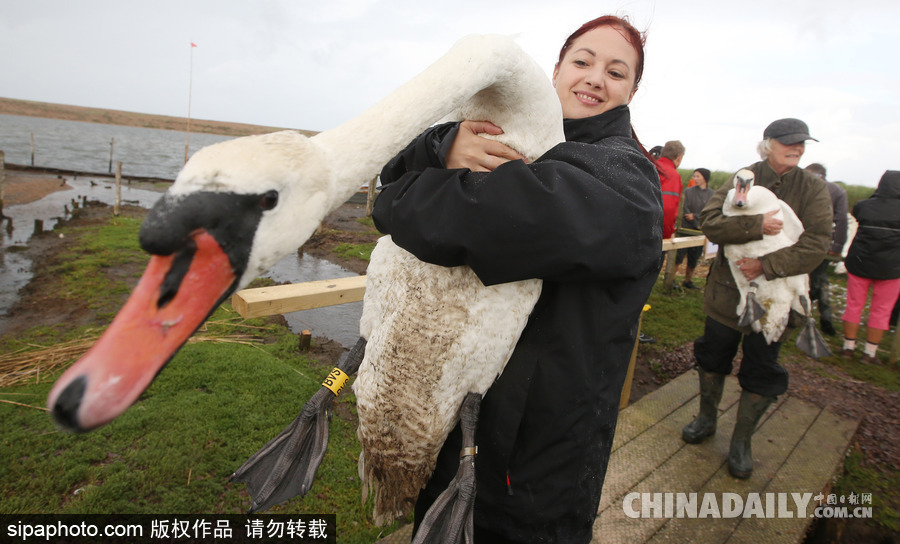 英國(guó)：白天鵝大“派對(duì)” 匯聚飼養(yǎng)場(chǎng)場(chǎng)面十分壯觀