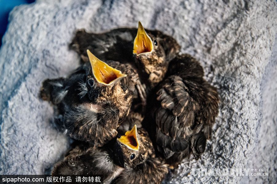 荷蘭：受動物保護者照顧的“孤兒”小鳥 嗷嗷待哺萌態十足