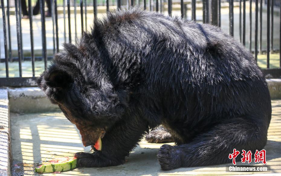 武漢持續晴熱高溫 動物避暑萌態盡顯