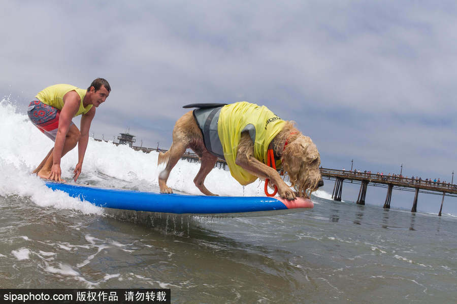 狗狗也沖浪！實拍美國加州小狗沖浪瞬間 妙趣橫生萌態十足