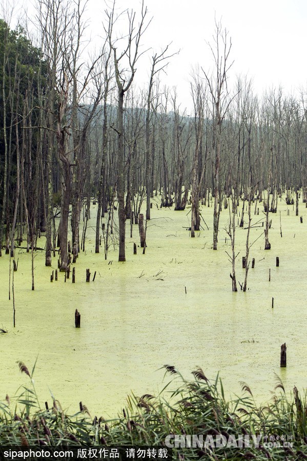 美國(guó)紐堡藍(lán)綠藻類泛濫成災(zāi) 河水散發(fā)惡臭